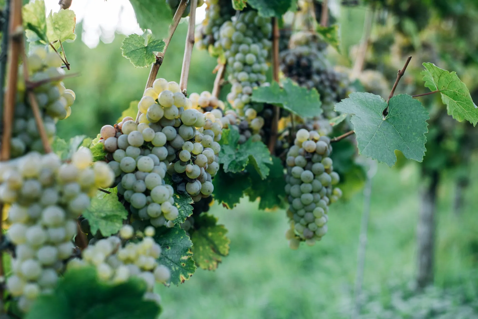 Saisons Champenoises Viticulture