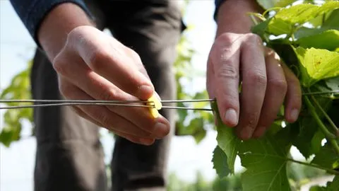 Saisons Champenoises Externalisation