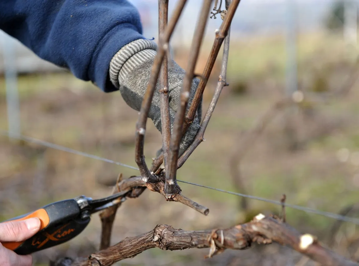 Agriculture - Saisons Champenoises