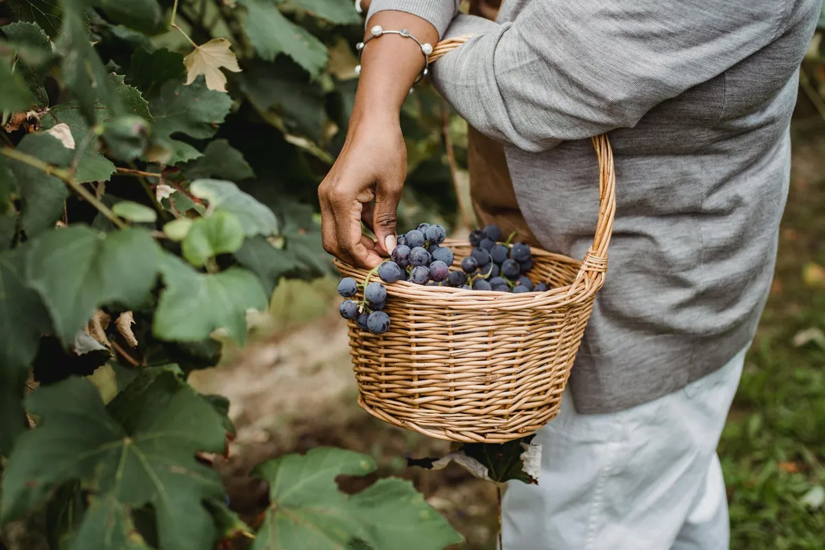 Viticulture - Saisons Champenoises