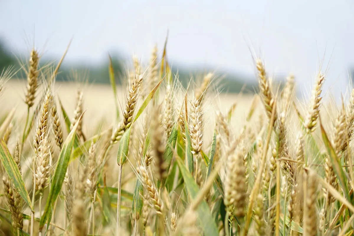 Agriculture - Saisons Champenoises